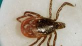 State sees rise in illnesses from deer ticks