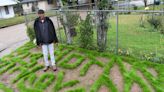Every new year, Alexandria man uses lawn trimmer to turn lawn into work of art