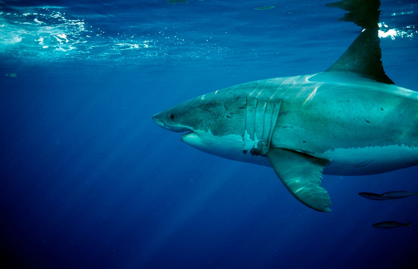 California Shark Warning System In Jeopardy Due To Budget Cuts