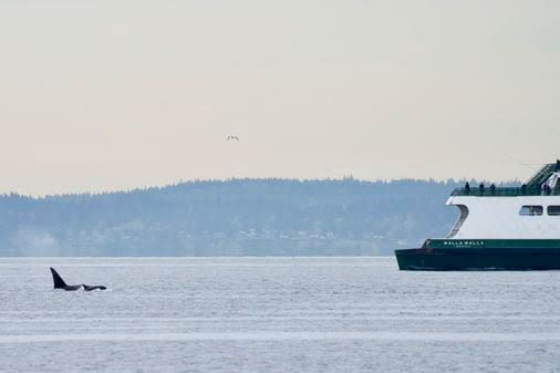 Orcas aren’t attacking boats — they’re just playful teens, scientists say - The Boston Globe