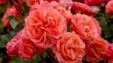 Rose pruning mistakes – garden expert warns against these pruning pitfalls