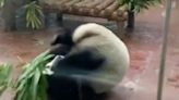 Adorable giant panda excitedly somersaults around enclosure in south China zoo