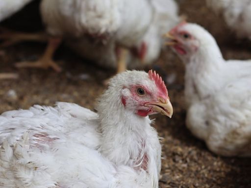 A New Bird Flu Death Is Making Experts Uneasy