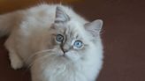 Video Highlights Interesting Facts About Cats People Likely Don't Know