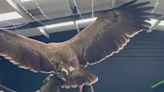 Majestic 'psychic' eagle who is NEVER wrong predicts Euro 2024 winner