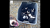 ‘It’s okay, momma.’ Joyful video shows pup reuniting with her babies after separation