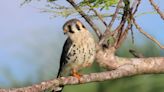 NYC Audubon hatches a new name due to namesake’s ties to slavery
