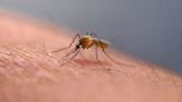 First mosquito-related West Nile virus death in years reported in the Bay Area