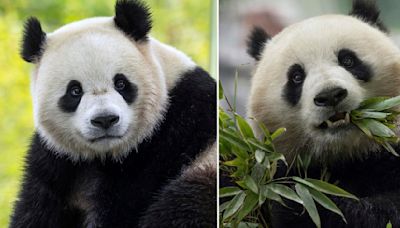 Pandas will return to Washington's National Zoo from China