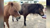 Couple devastated after ponies found shot to death at Southern California ranch