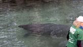 VIDEO: Manatee found tangled in fishing lure released after rehabilitation