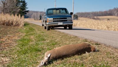 Who is responsible for cleaning up roadkill and how do they dispose of it?