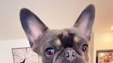 Watch How Excited This French Bulldog Gets When His Owner Asks Him About a Walk