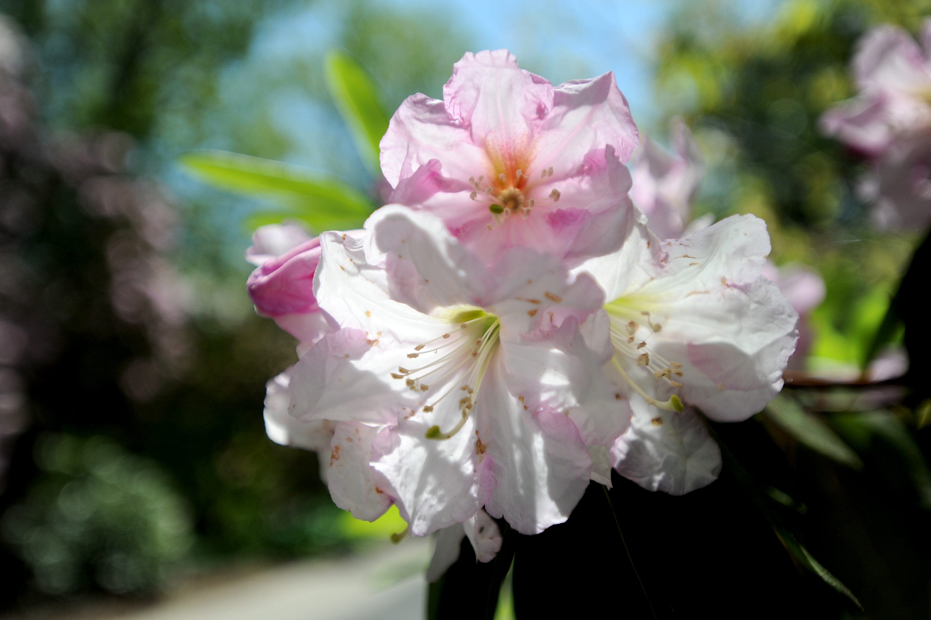 Rhododendron Festival returns to Cape Cod. Here's what to know for this year's event.