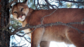 Mountain lion tips and Insights from the Arizona Game & Fish Department