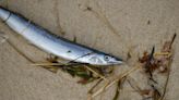 'When they come in, they come in hard': Thousands of fish wash up on Cape Cod beaches