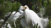 These baby birds are about to take off across Ventura County