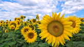 We still don't fully know how sunflowers turn toward the sun