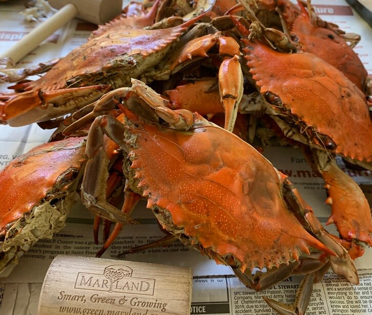 Blue crab populations are down, but experts are not worried