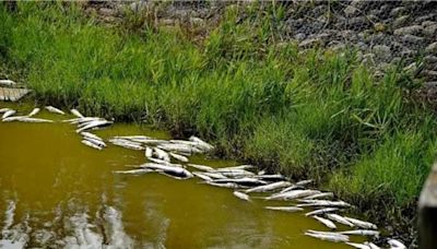 雲林宜梧滯洪池餘萬魚群暴斃 疑久旱未雨成致死主因 - 生活