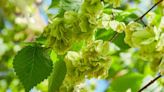 Disease has killed most of the UK’s elm trees since the 1960s – but there are signs they may be making a comeback