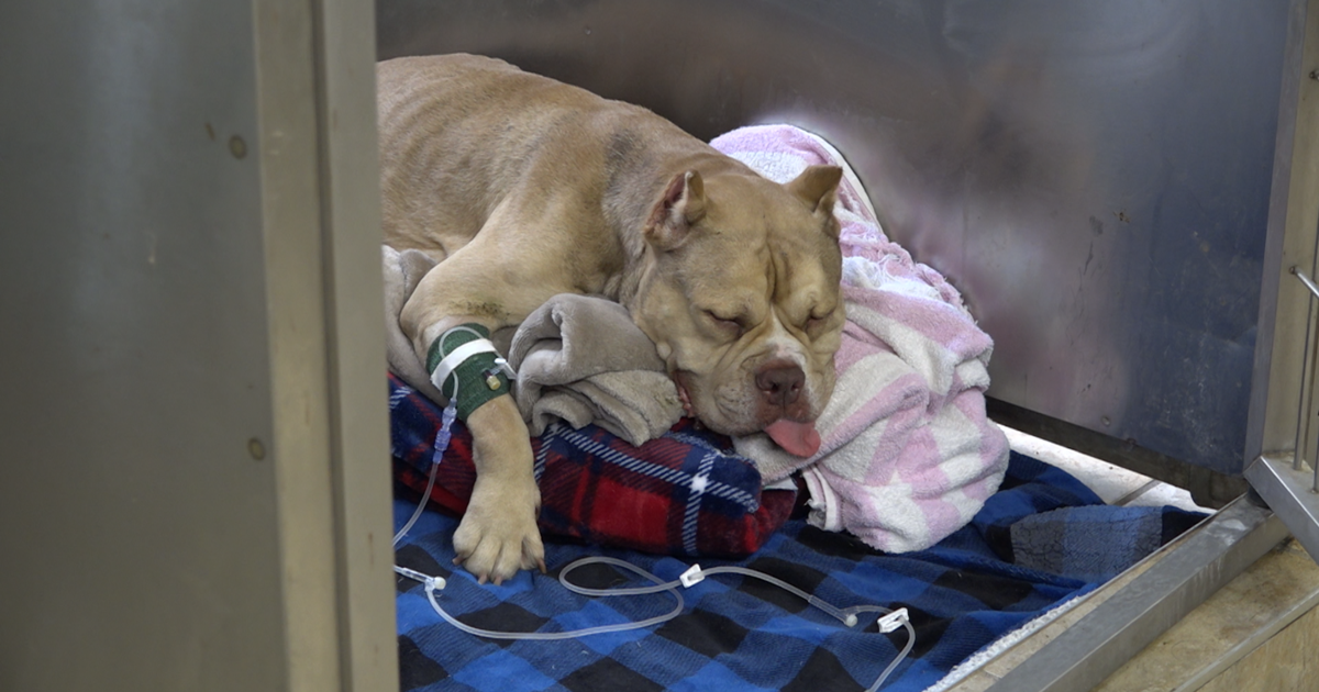 Pitbull is recovering after being dropped from a 40 foot bridge last weekend