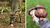 Mushrooms Are a Deer’s Secret Favorite Food. Here’s How to Grow an Easy Mushroom Food Plot