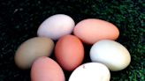 The sunny side of egg prices? High costs could drop in 2023 as chicken populations rebound