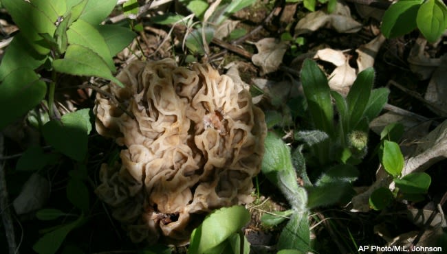 Morel mushroom season: What foragers need to know