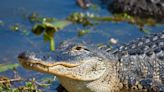 Fla. Man Hospitalized After Alligator Bites His Face During Swim Near Tampa