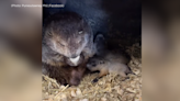 Punxsutawney Groundhog Club asks for help naming Phil's babies