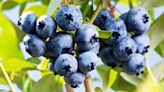 Why are blueberries blue?