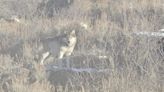 CPW confirms calf killed by wolf in Grand County after finding ‘tooth rake marks’ and wolf tracks