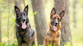 German Shepherd Herding Her Grumpy Brother Away From Mom Is Total Sibling Energy