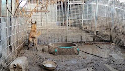 Béziers : Prison avec sursis pour le gérant du « pire endroit sur Terre pour des animaux »