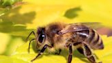 Fact Check: Honeybees Aren’t Endangered in the US?