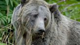 Idaho grizzly bears near Yellowstone could lose endangered species protections