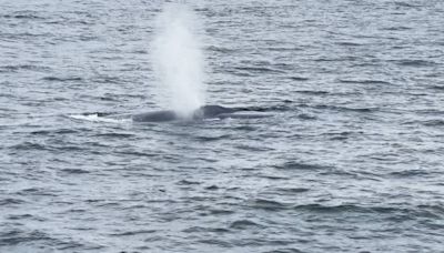 Giant sea creature — largest animal on earth — spotted off North Shore on Fourth of July