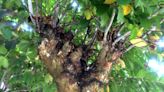 Vaughn: A new predator is attacking crape myrtle trees. Learn what you can do about.