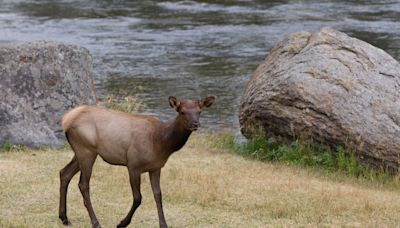 Colorado Elk Caught Tossing a Ball With Kids Looks Like They Just Want to Play