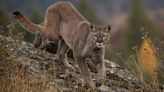 5-year-old attacked by mountain lion during Labor Day family outing to Malibu Creek State Park near Los Angeles