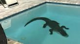 Alligator goes for swim in backyard pool in New Smyrna Beach
