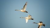 Looking for swans in the Tri-State? Here's when and how to find them