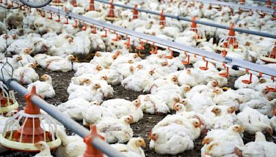 Pandemic risk posed by factory farms branded 'concerning'