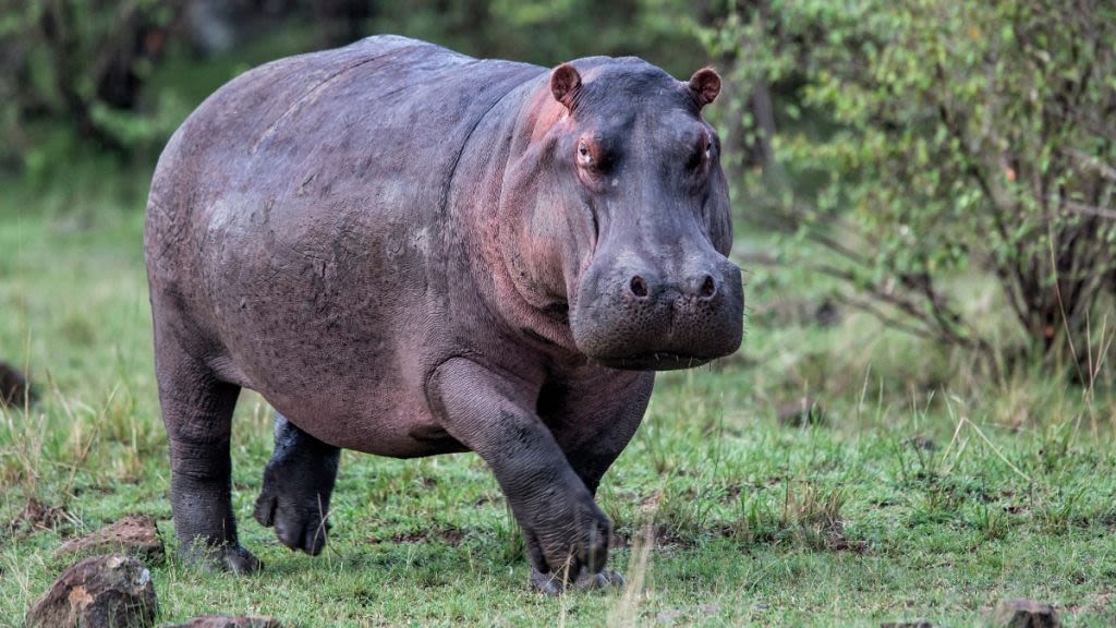 When hippos ‘fly’: Scientists discover that the giant creatures can become airborne