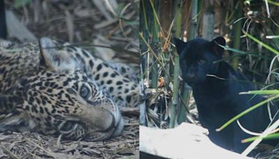 Sedema invita a capitalinos a elegir nombre de 3 cachorros de jaguar