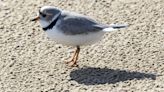 Meet Searocket, Wild Indigo and Prickly Pear: The first captive-reared piping plover chicks released in Chicago