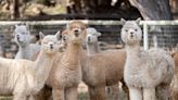 US reports its first case of bird flu found in alpacas
