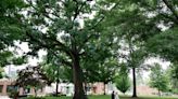 ‘End of the line.’ 100-year-old oak to come down in downtown Raleigh’s Nash Square