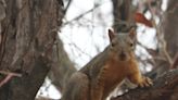 Behavior is squirrelly: Fox and gray squirrels lean toward different habitats